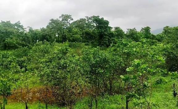 orchard 1 8 Bigha Orchard Land In Alwar,Lachmangarh