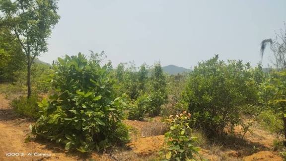 8 Bigha Orchard Land In Alwar,Lachmangarh